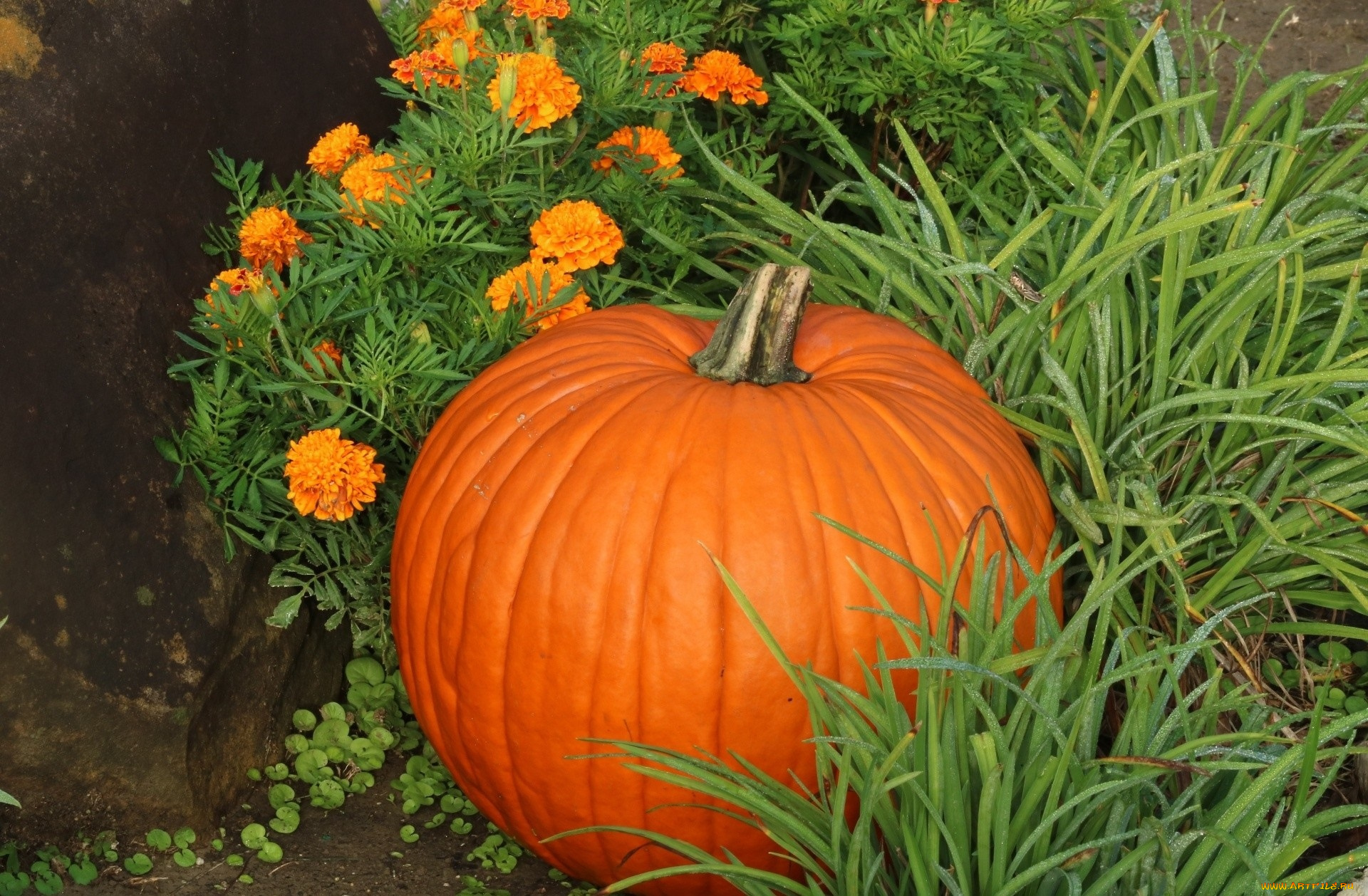 еда, тыква, цветы