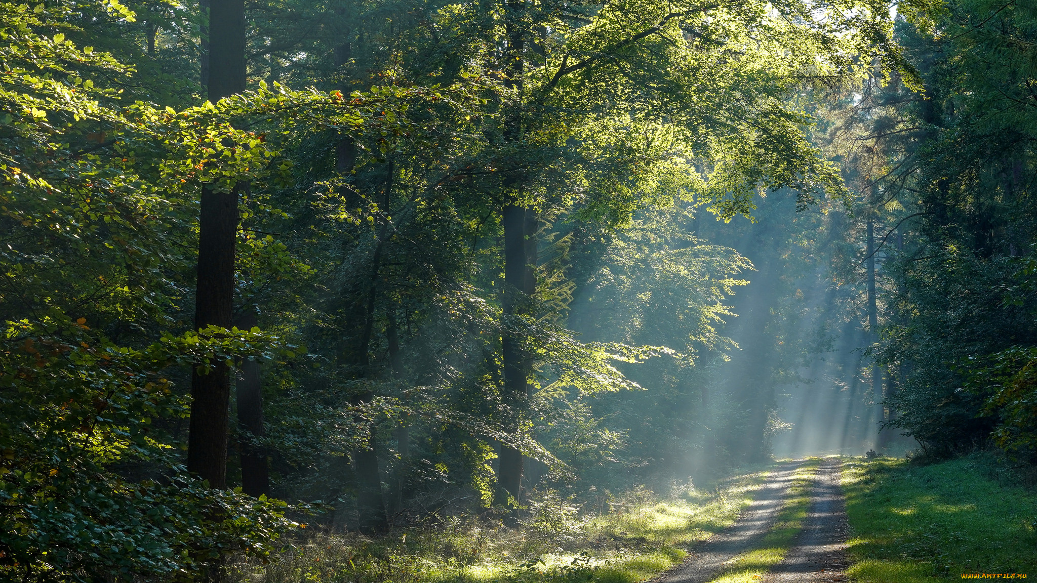 природа, лес, простор