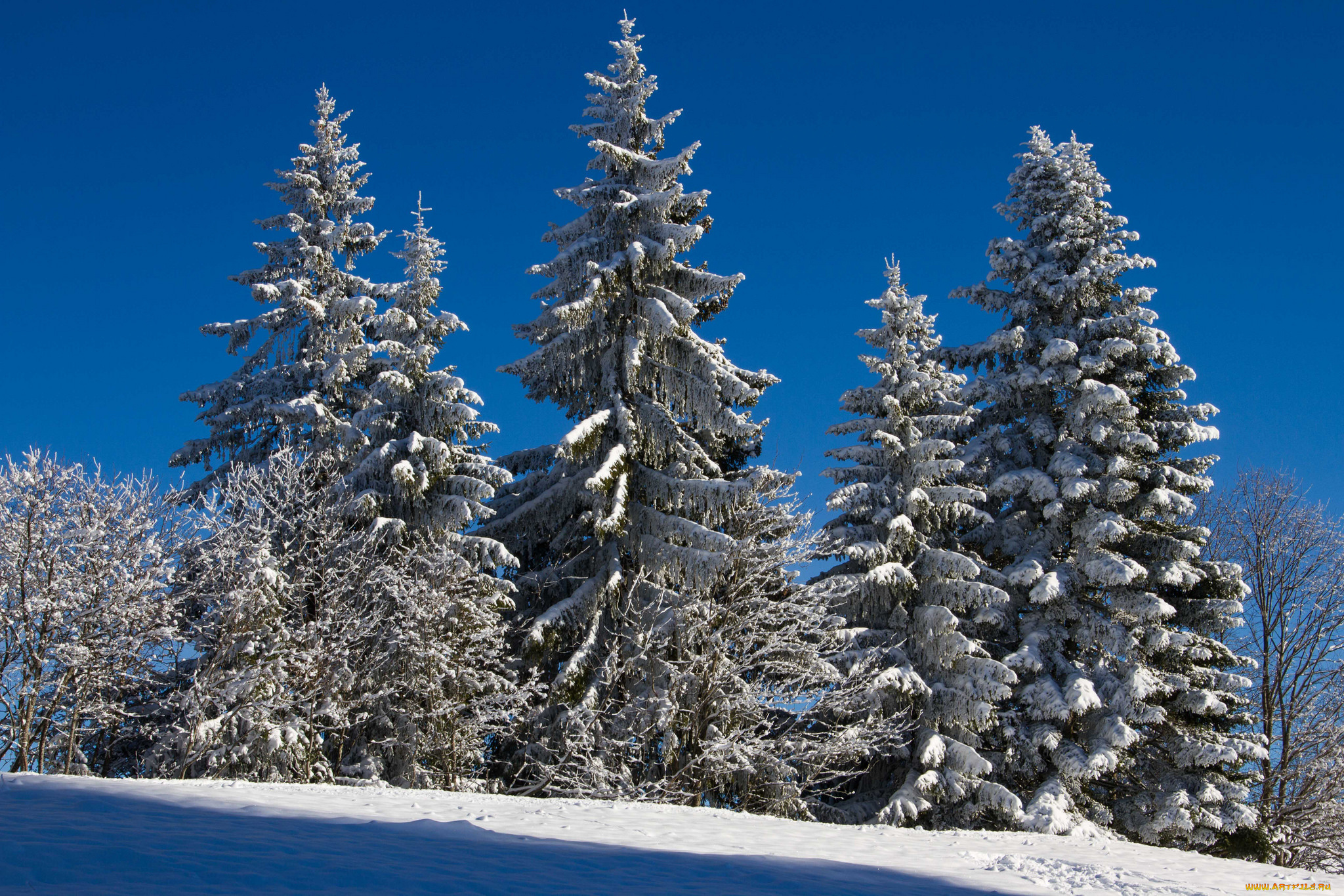 природа, деревья, простор