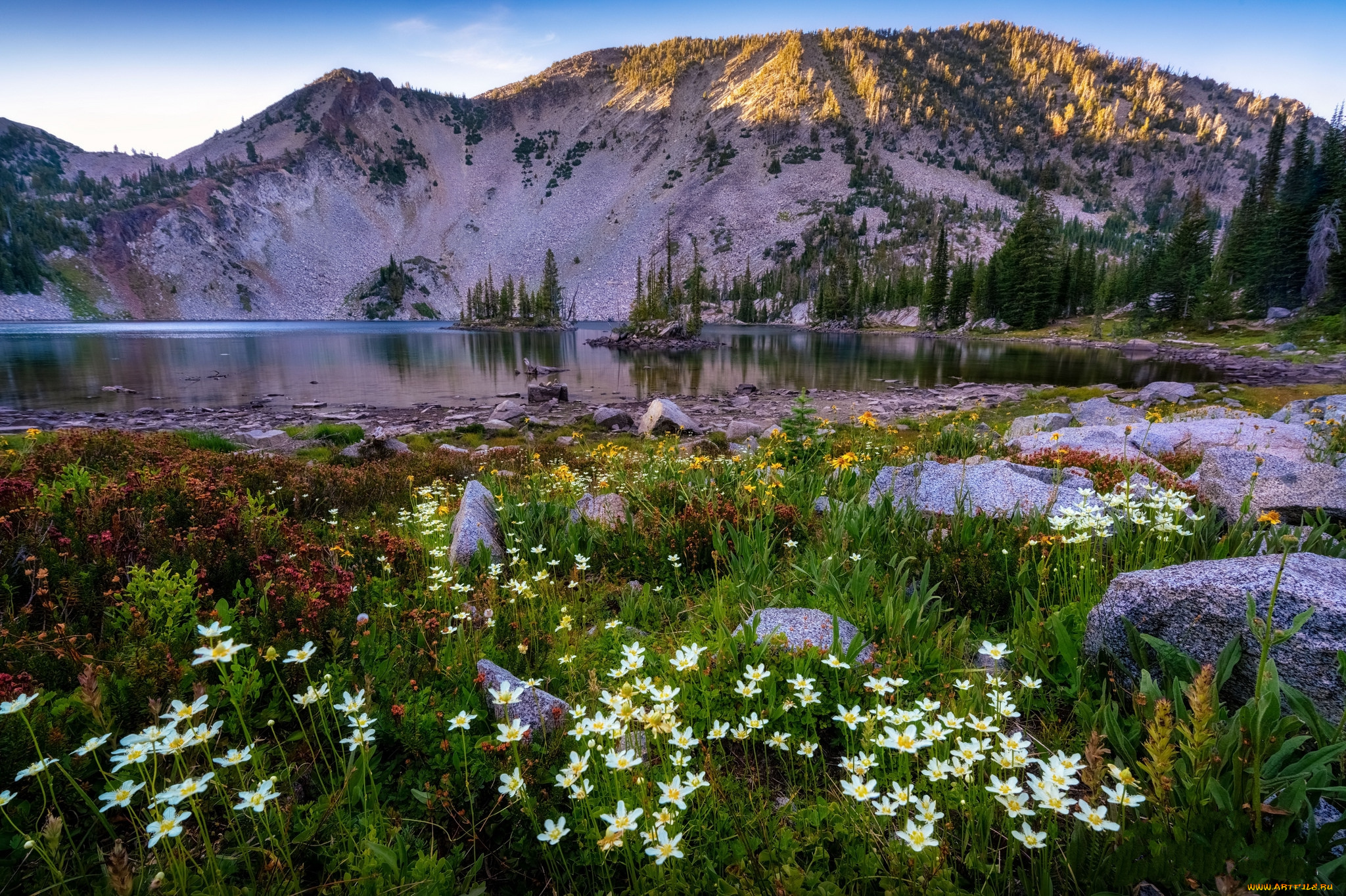 природа, луга, простор