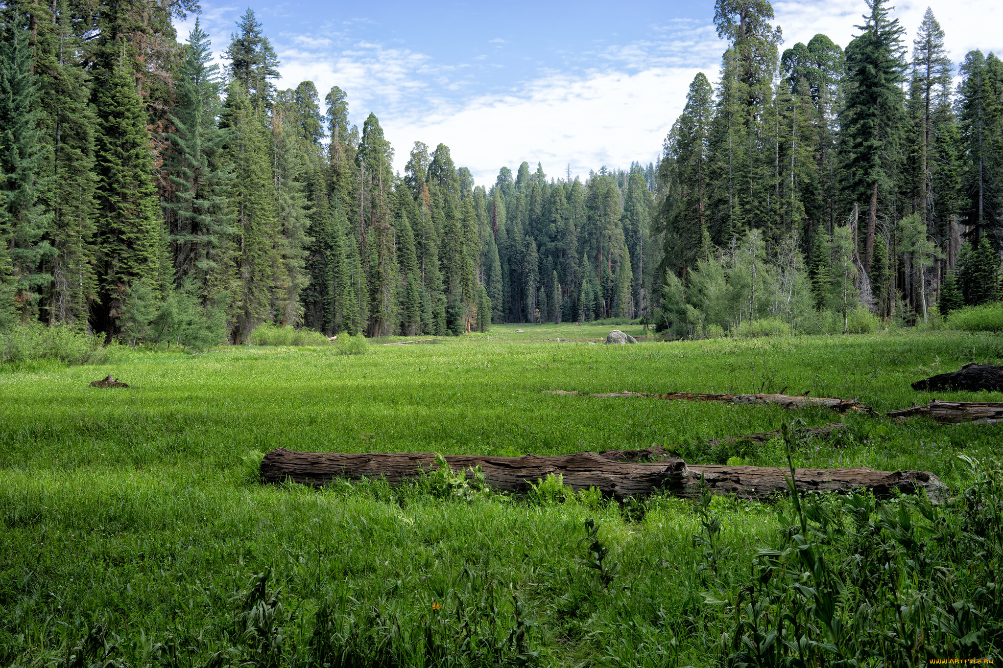 природа, луга, простор