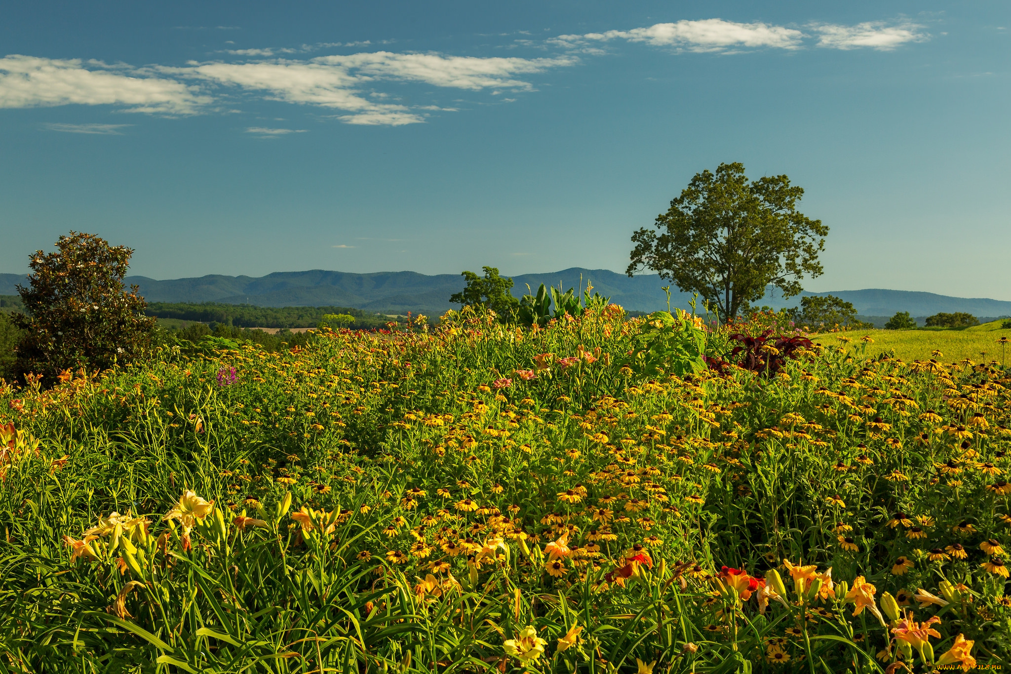природа, луга, простор