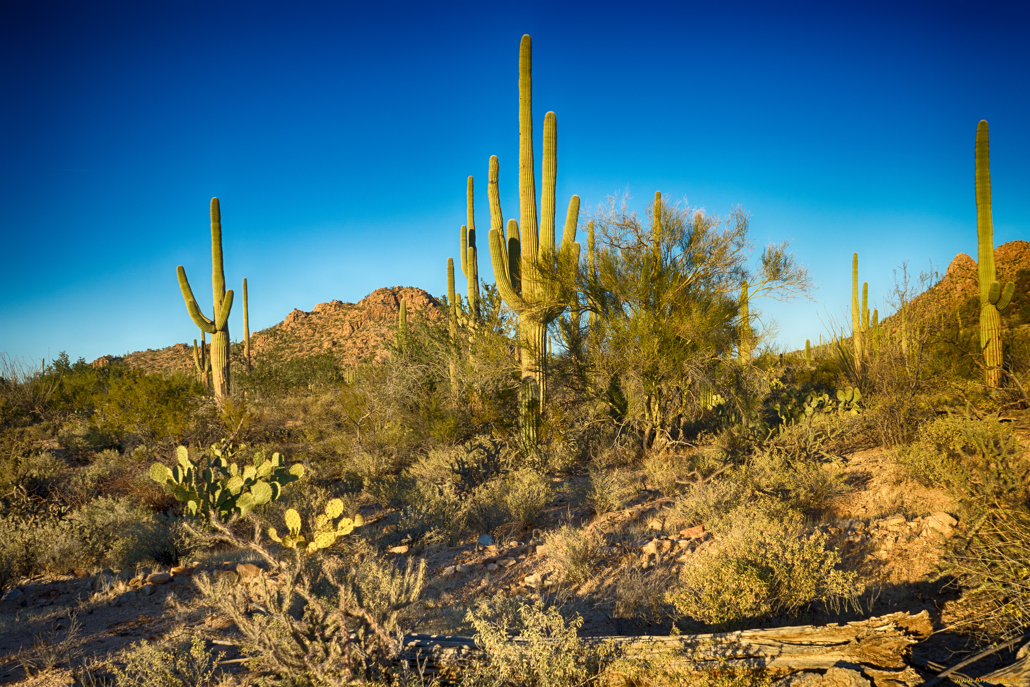 природа, пустыни, простор