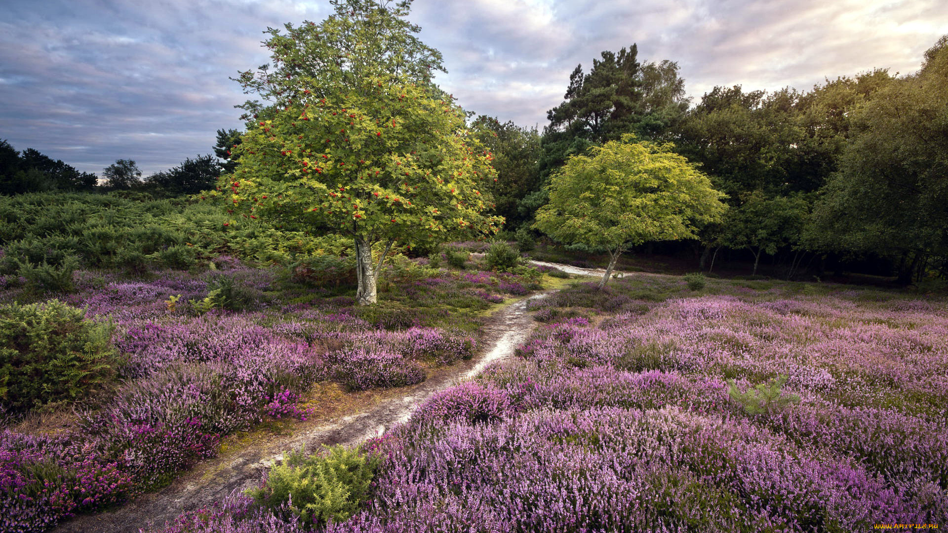 природа, луга, вересковая, пустошь
