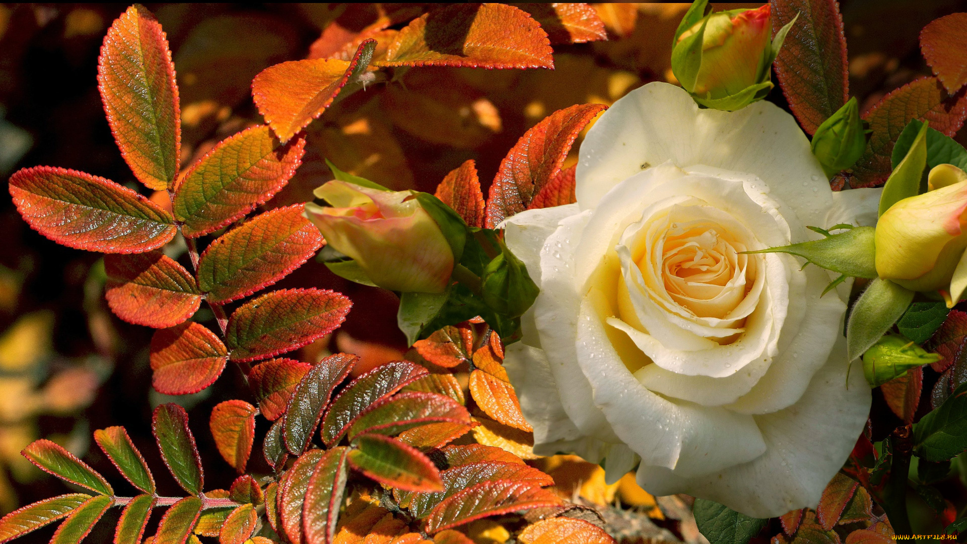 цветы, розы, белая