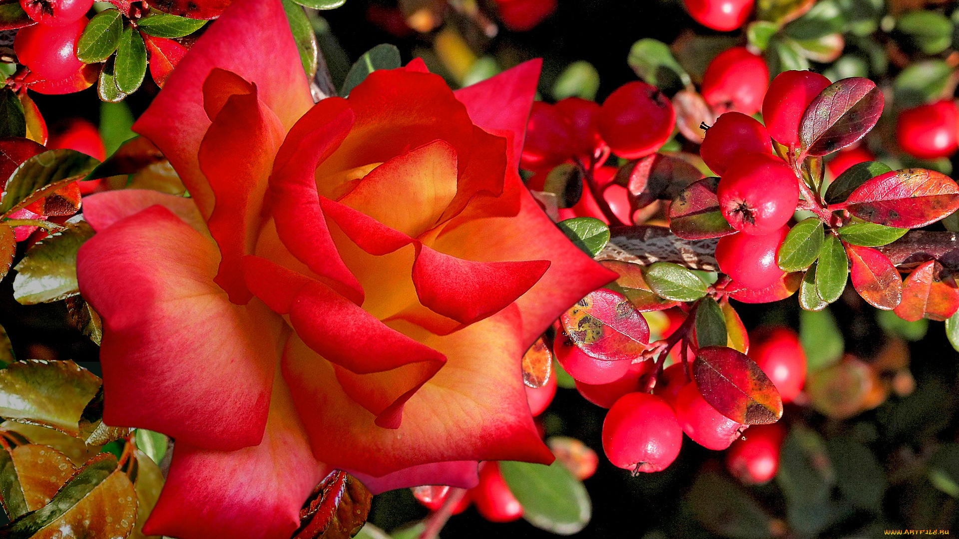 цветы, розы, роза, алая