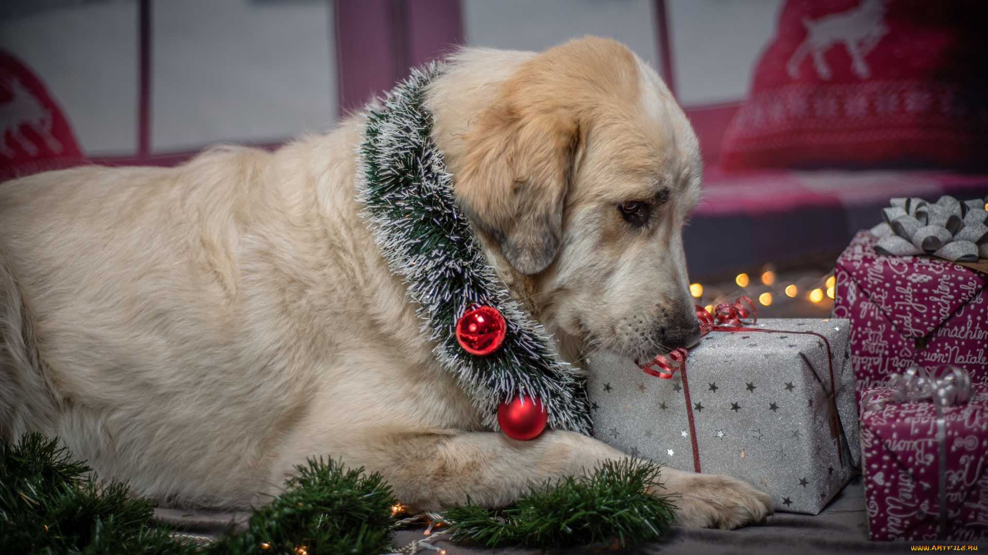 животные, собаки, пес, ретривер, мишура, подарки