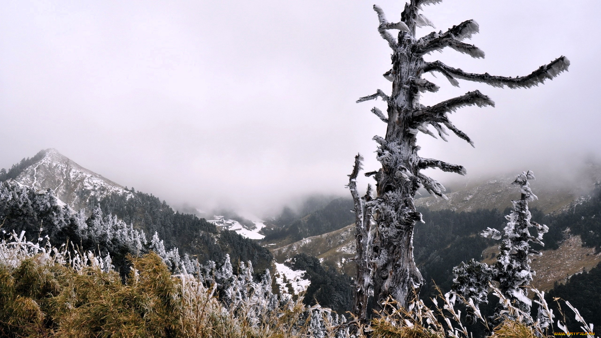 природа, горы, иней, трава, деревья