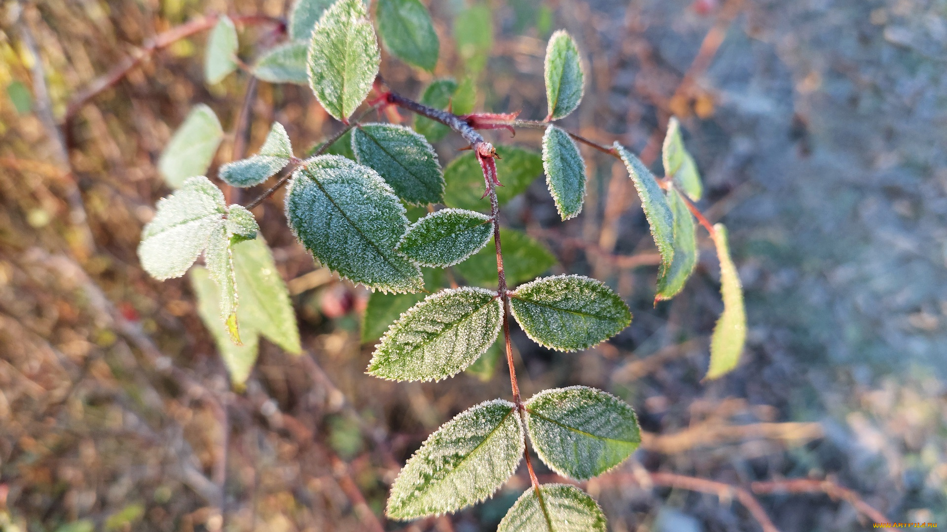 природа, листья