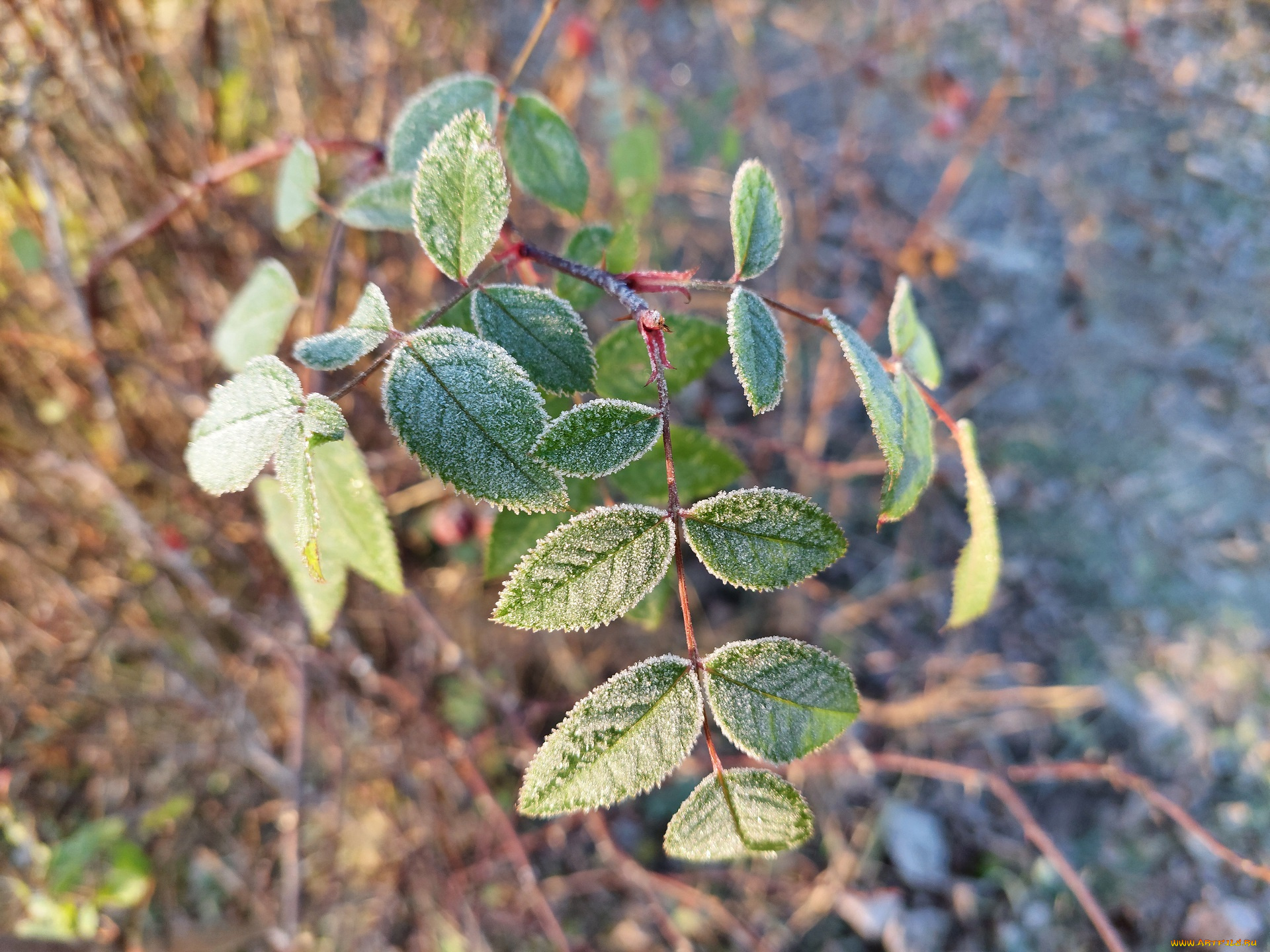 природа, листья