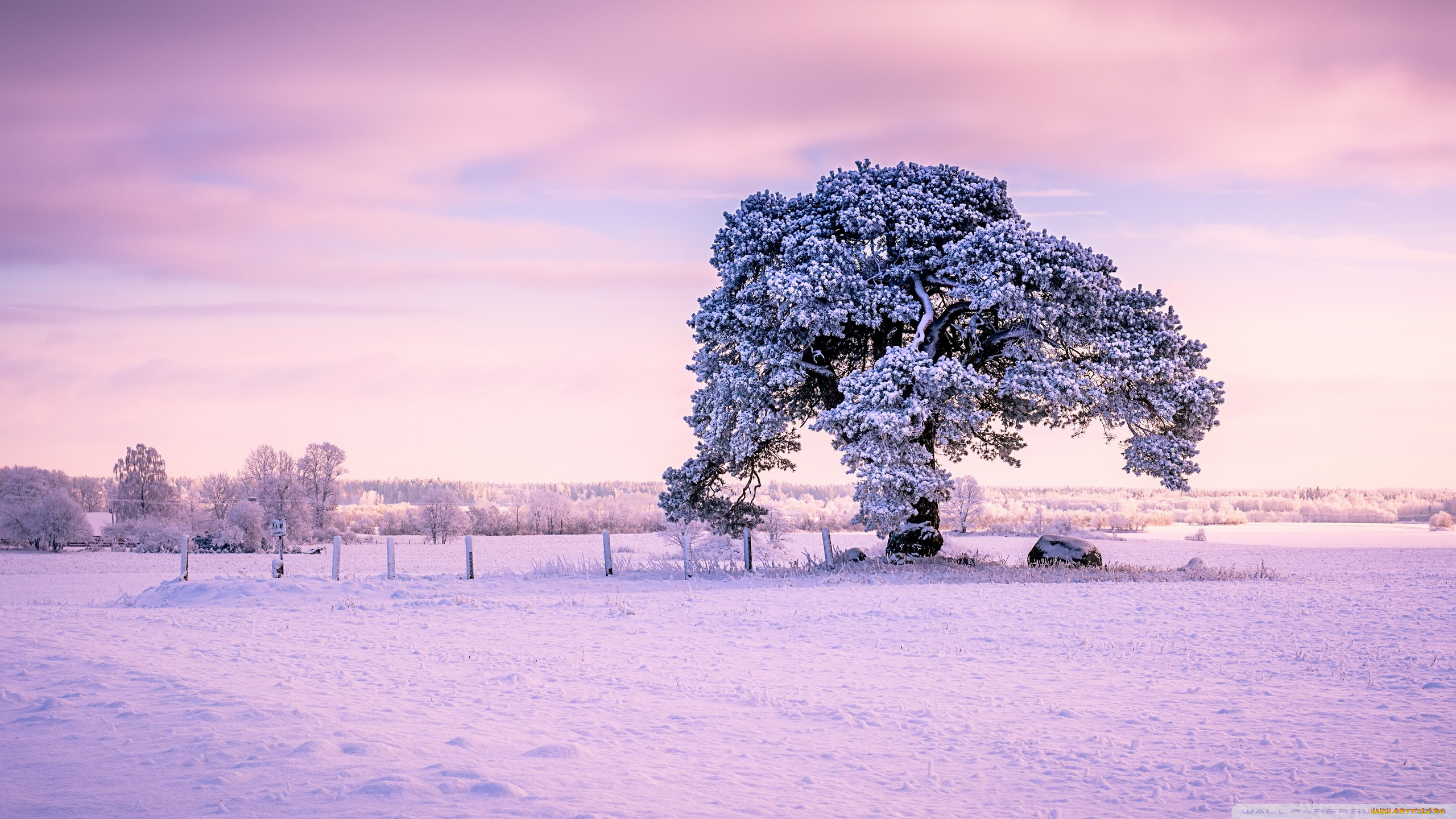 природа, деревья, одинокое, старое, дерево, зима