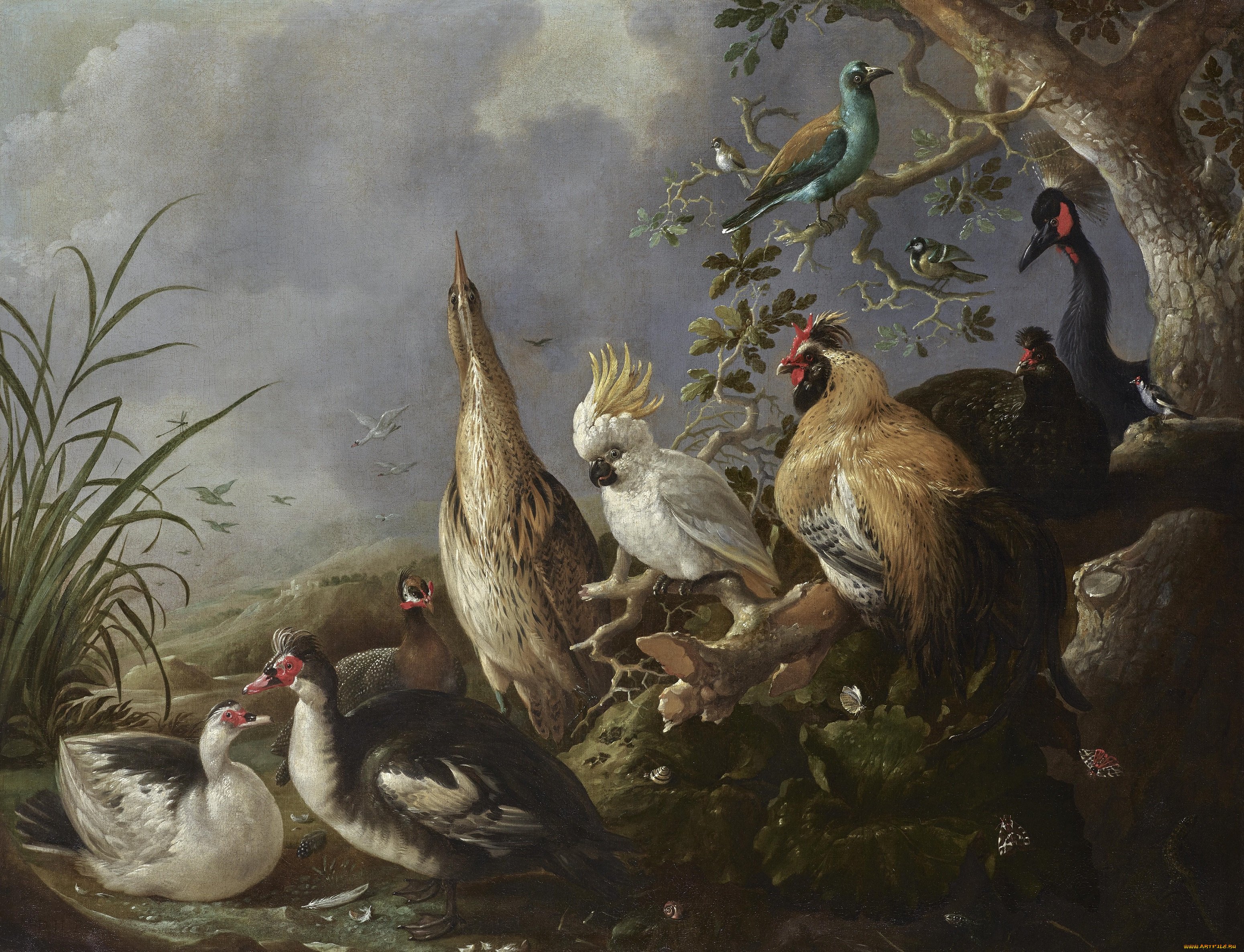 melchior, d`hondecoeter, рисованное, живопись, птицы