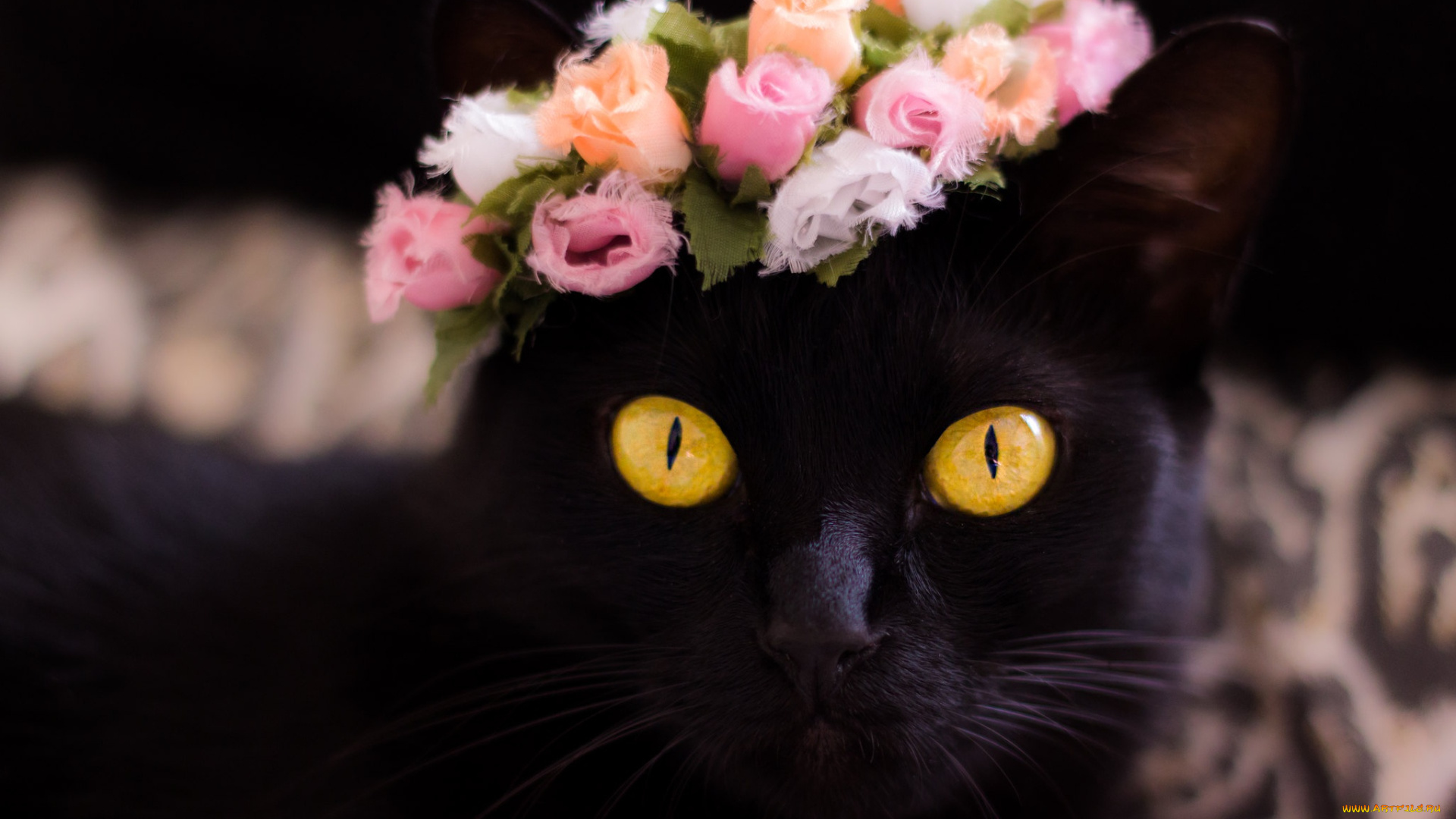 животные, коты, кот, кошка