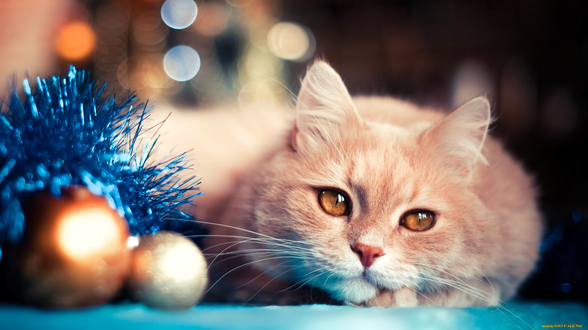 животные, коты, кот, шарики, мишура, новый, год