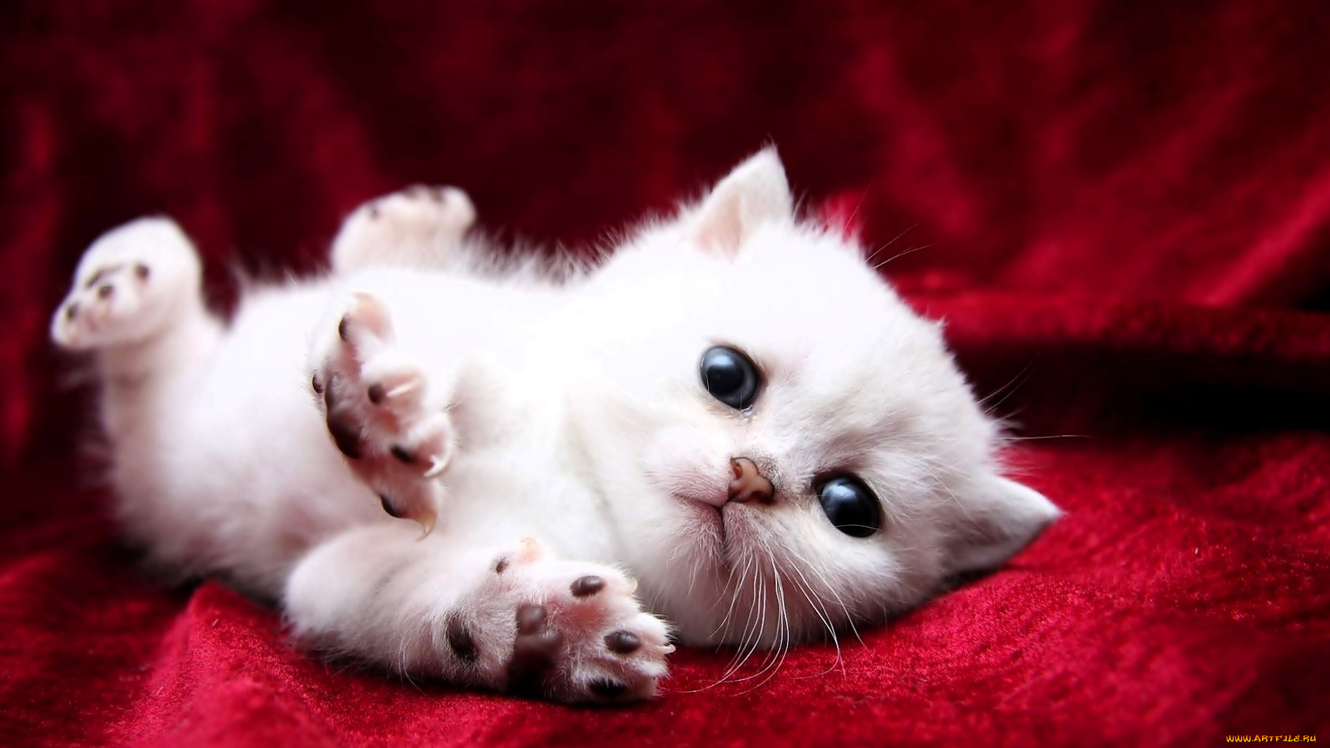 животные, коты, котенок, белый, ткань