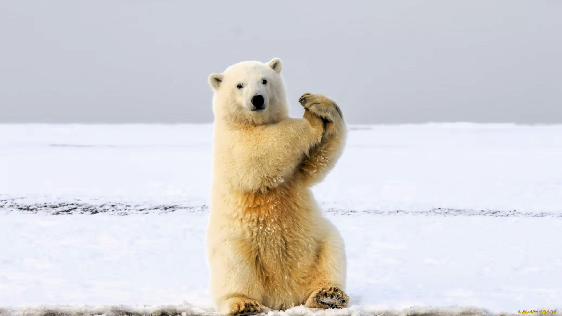 животные, медведи, белый, медведь, полярный, снег, лед, берег, море