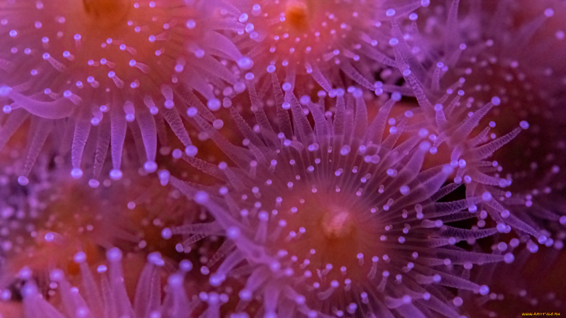 животные, морская, фауна, актиния