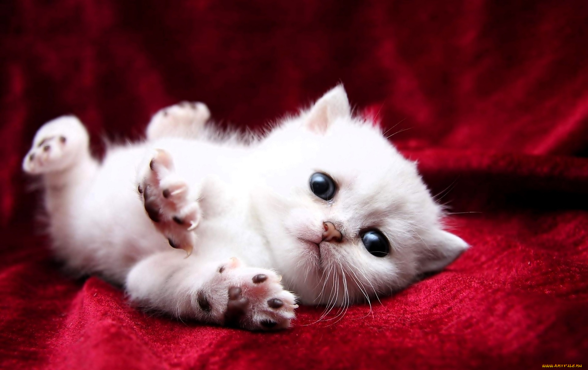 животные, коты, котенок, белый, ткань