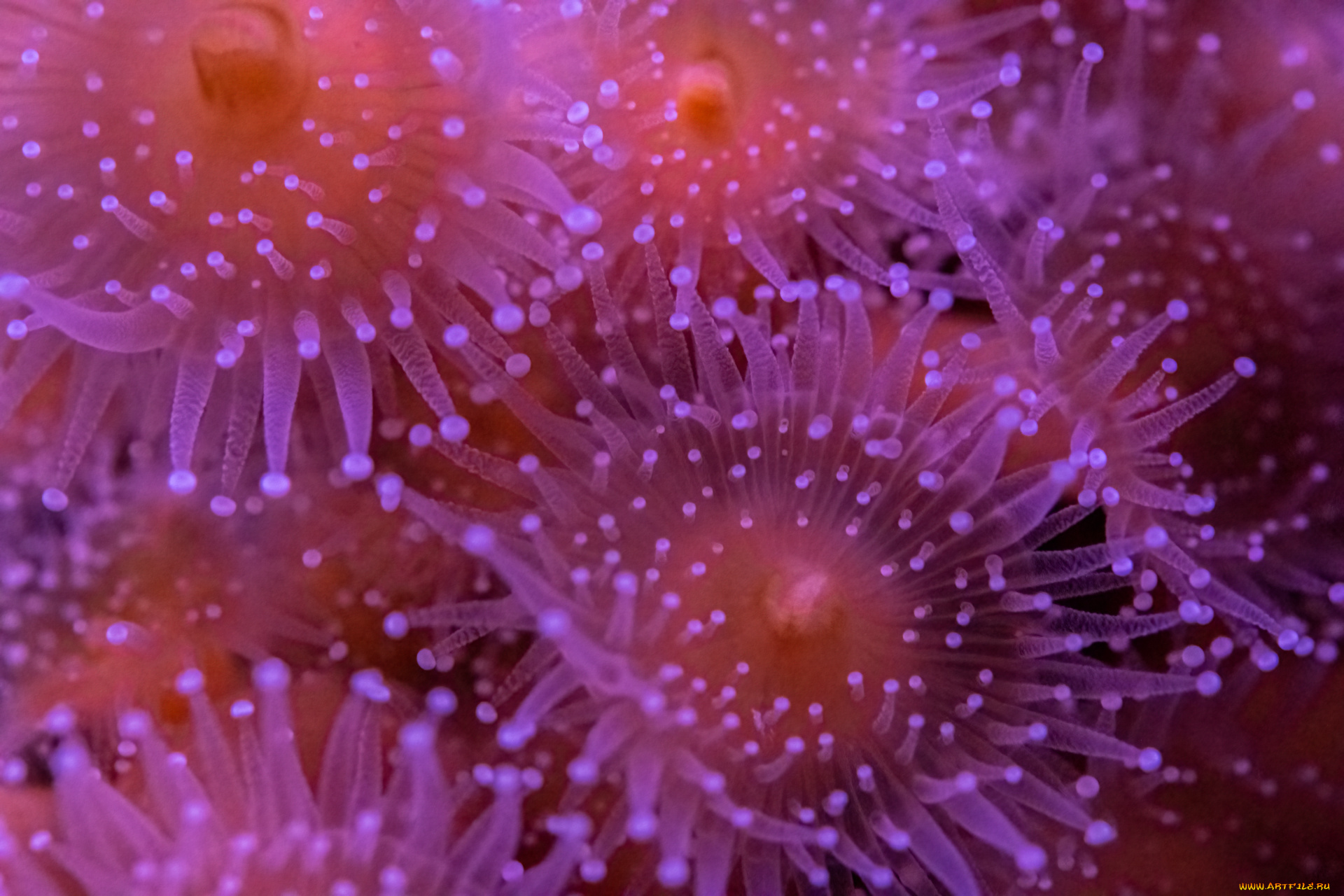 животные, морская, фауна, актиния