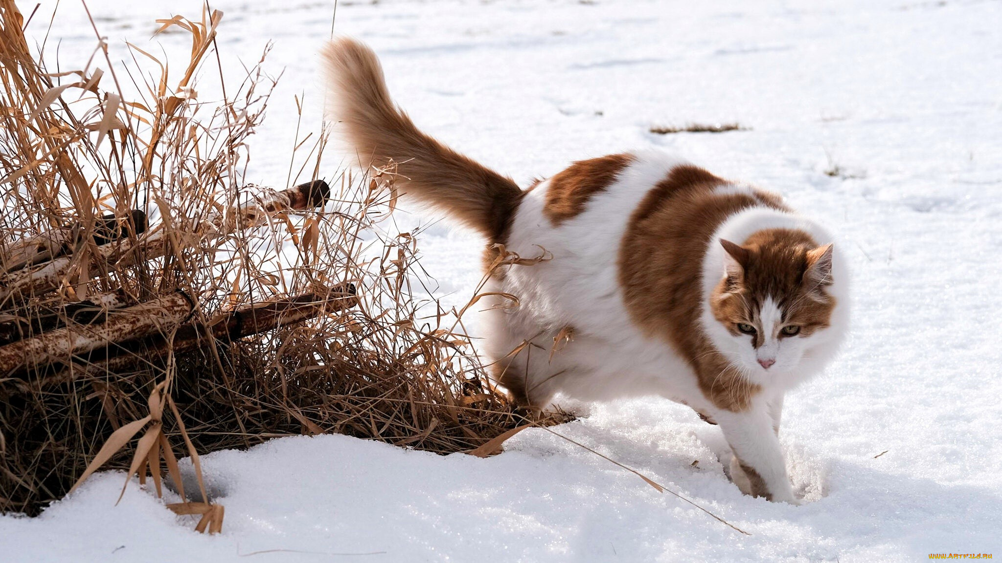 животные, коты, кот, снег, зима, трава, дрова