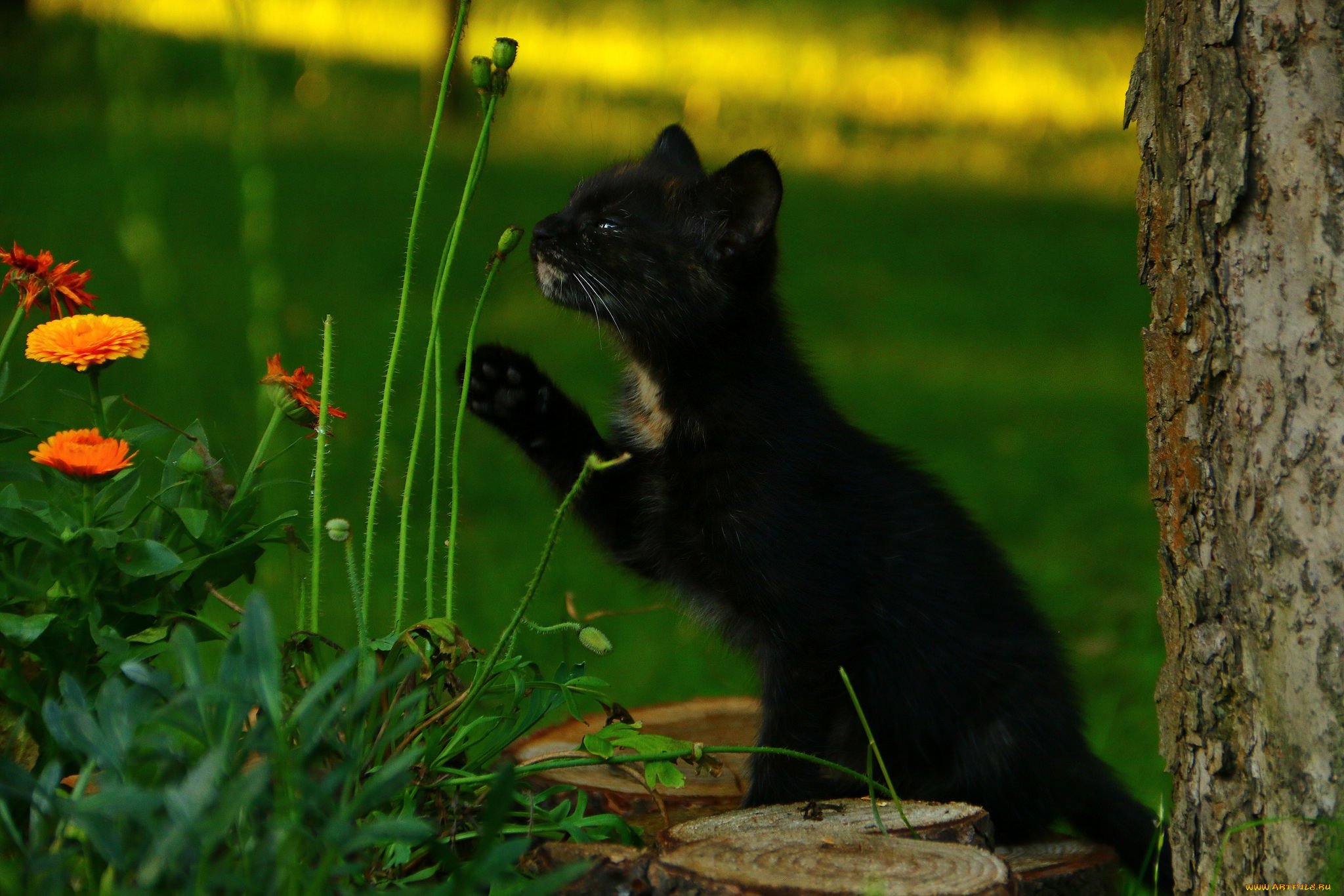 животные, коты, кот, кошка, котёнок