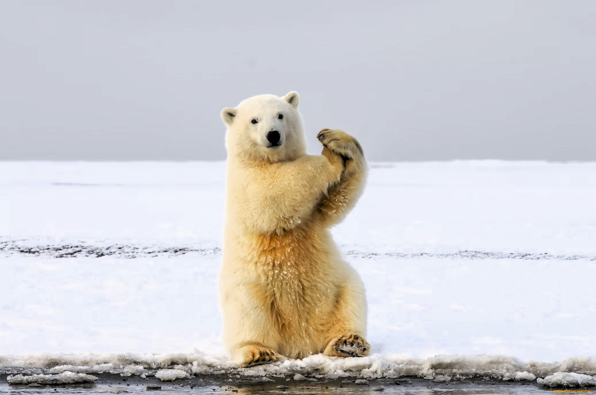 животные, медведи, белый, медведь, полярный, снег, лед, берег, море