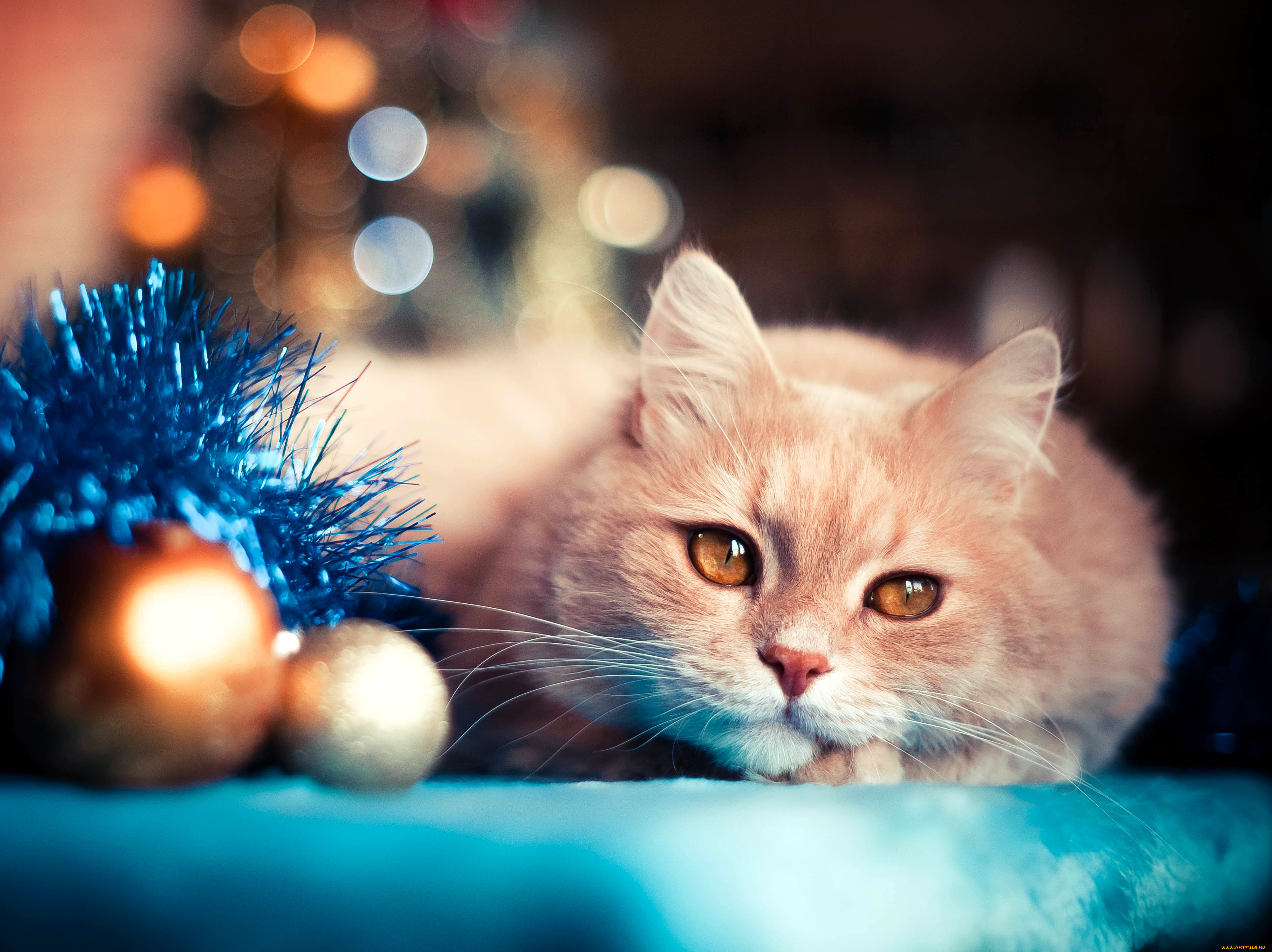 животные, коты, кот, шарики, мишура, новый, год