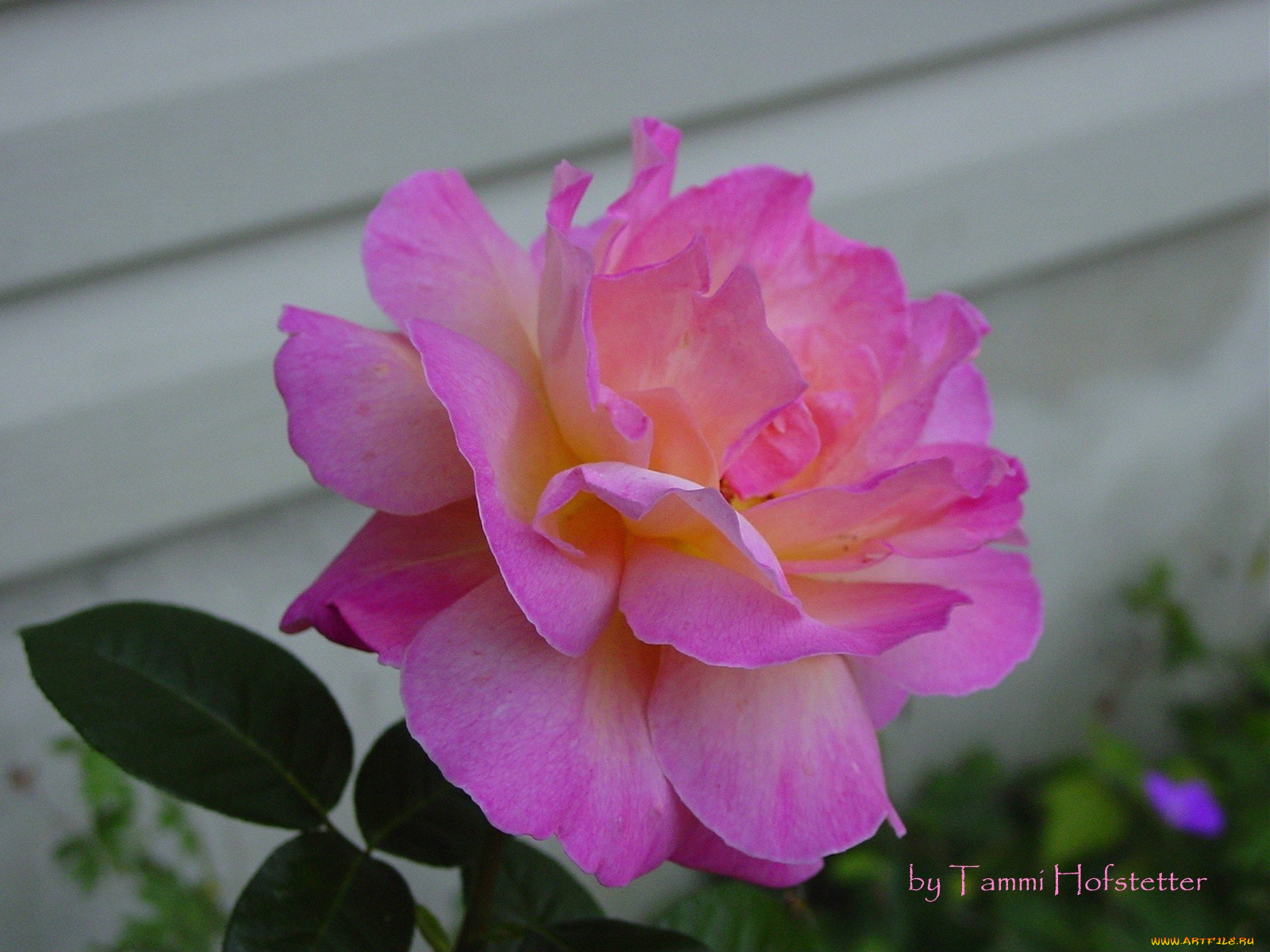 цветы, розы