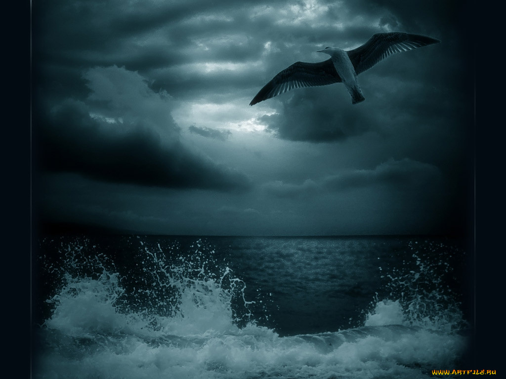 игорь, сидоров, воспоминания, море, животные, Чайки, бакланы, крачки