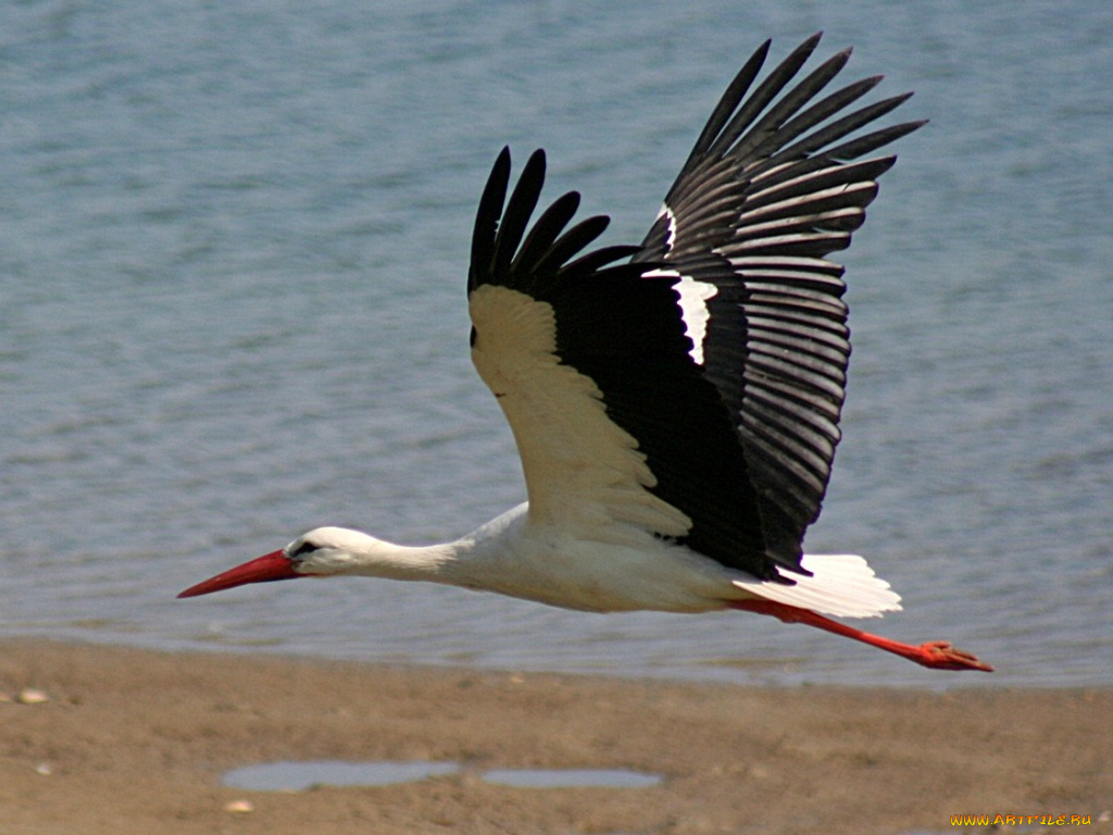 животные, аисты