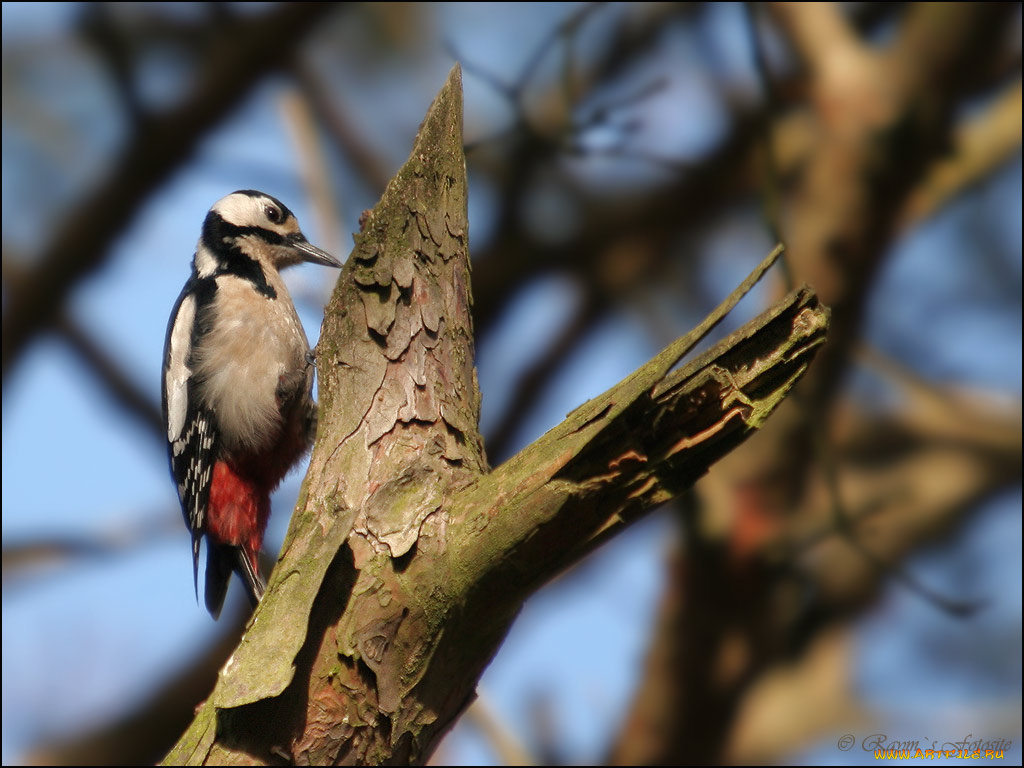 животные, дятлы