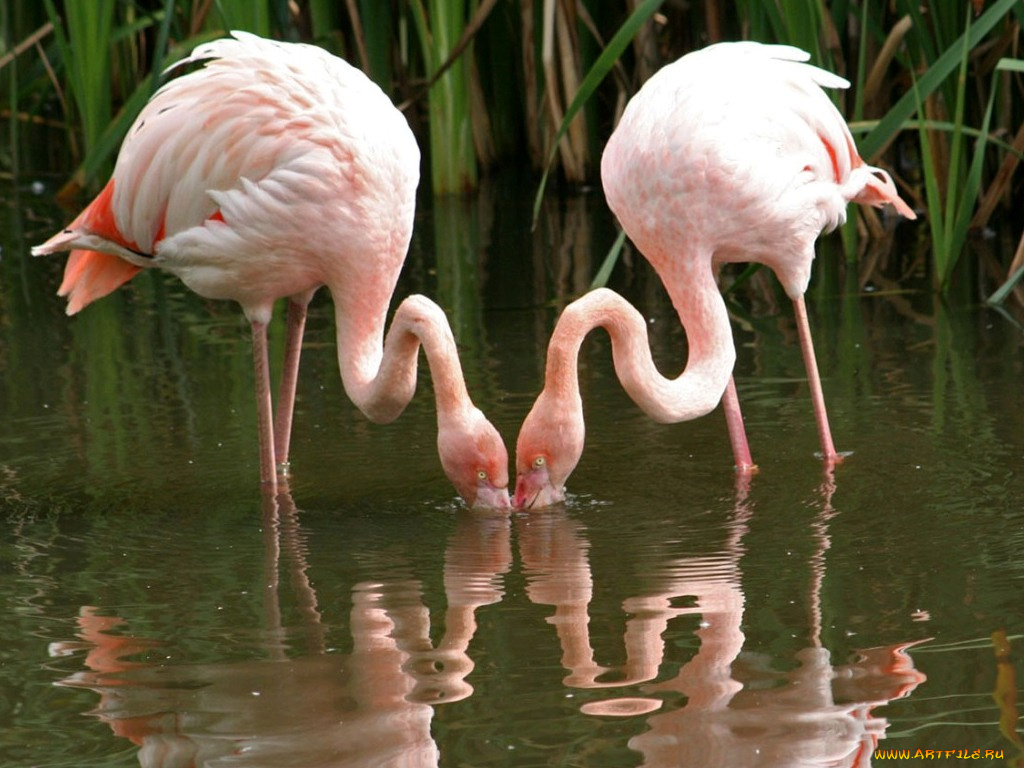 животные, фламинго