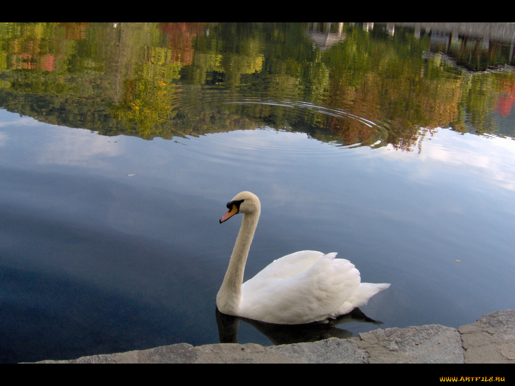 животные, лебеди