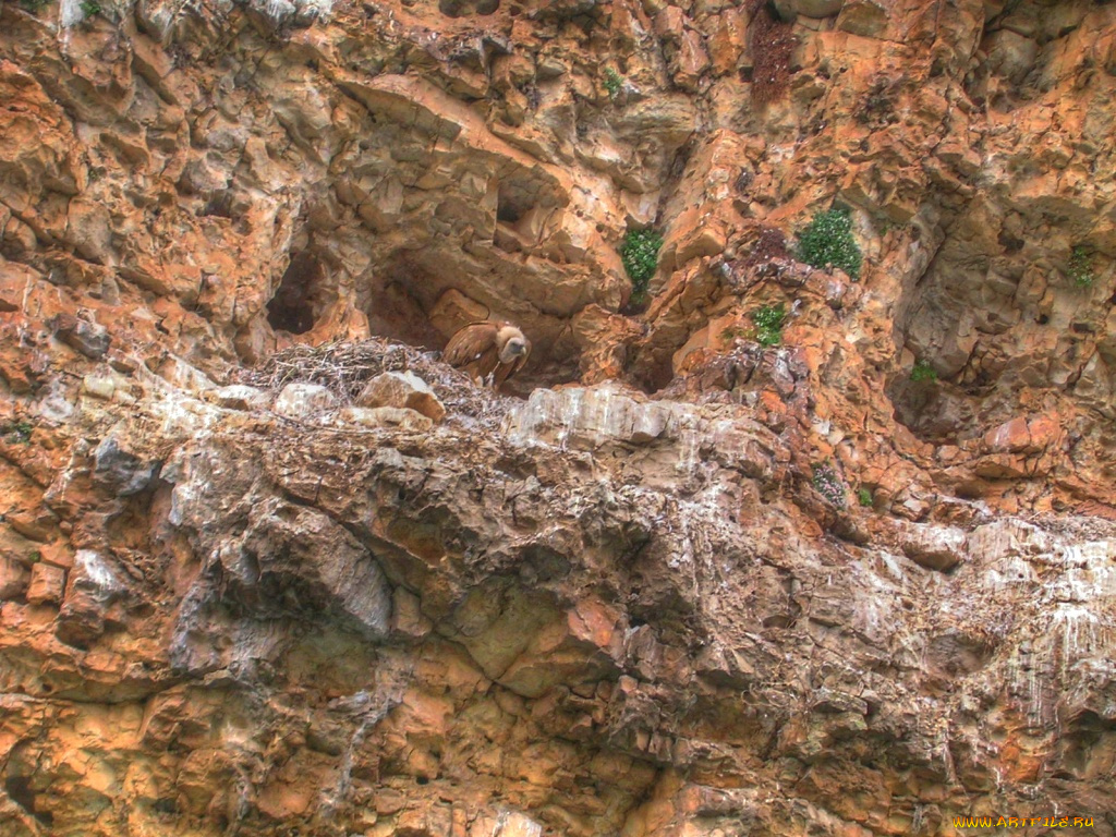 животные, птицы, хищники