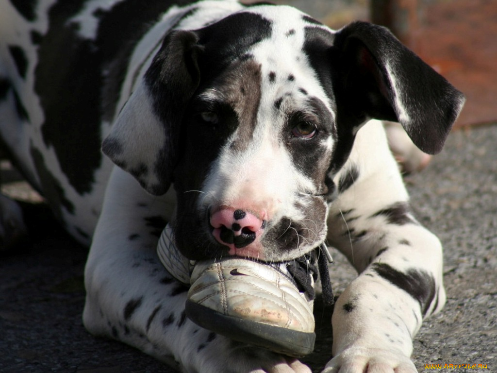 животные, собаки