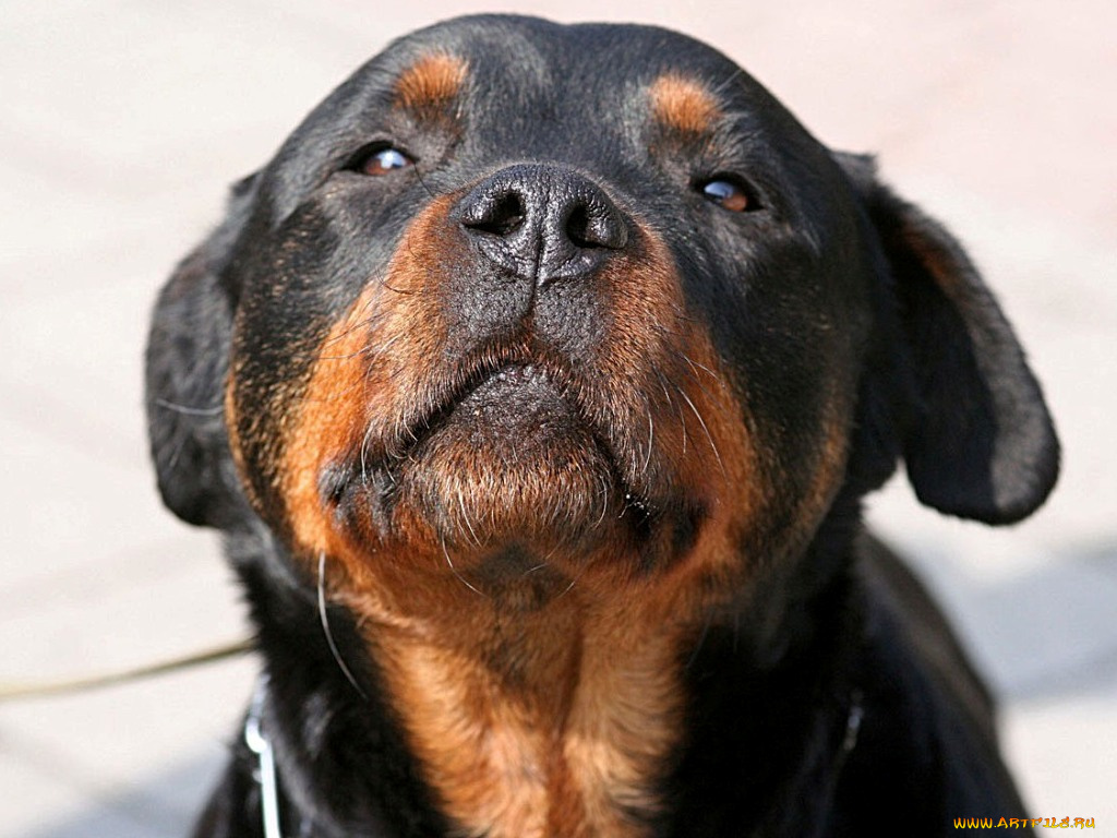 животные, собаки