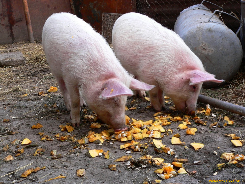 животные, свиньи, кабаны