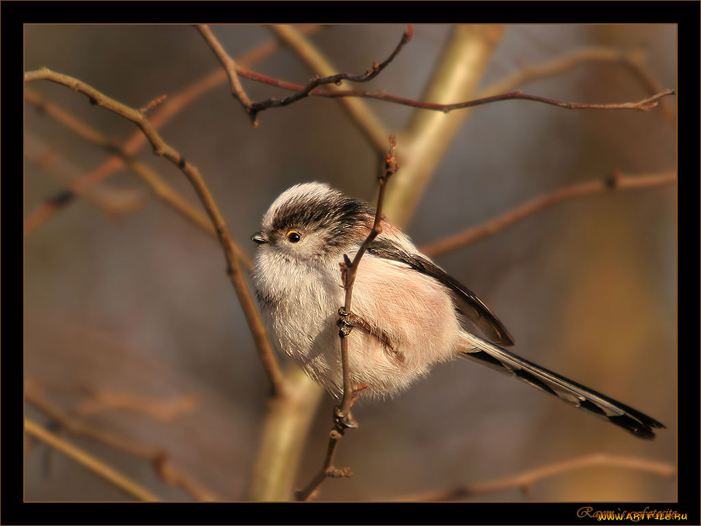 животные, воробьи
