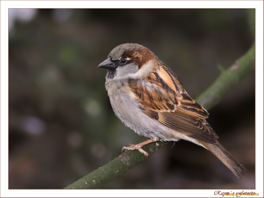 животные, воробьи