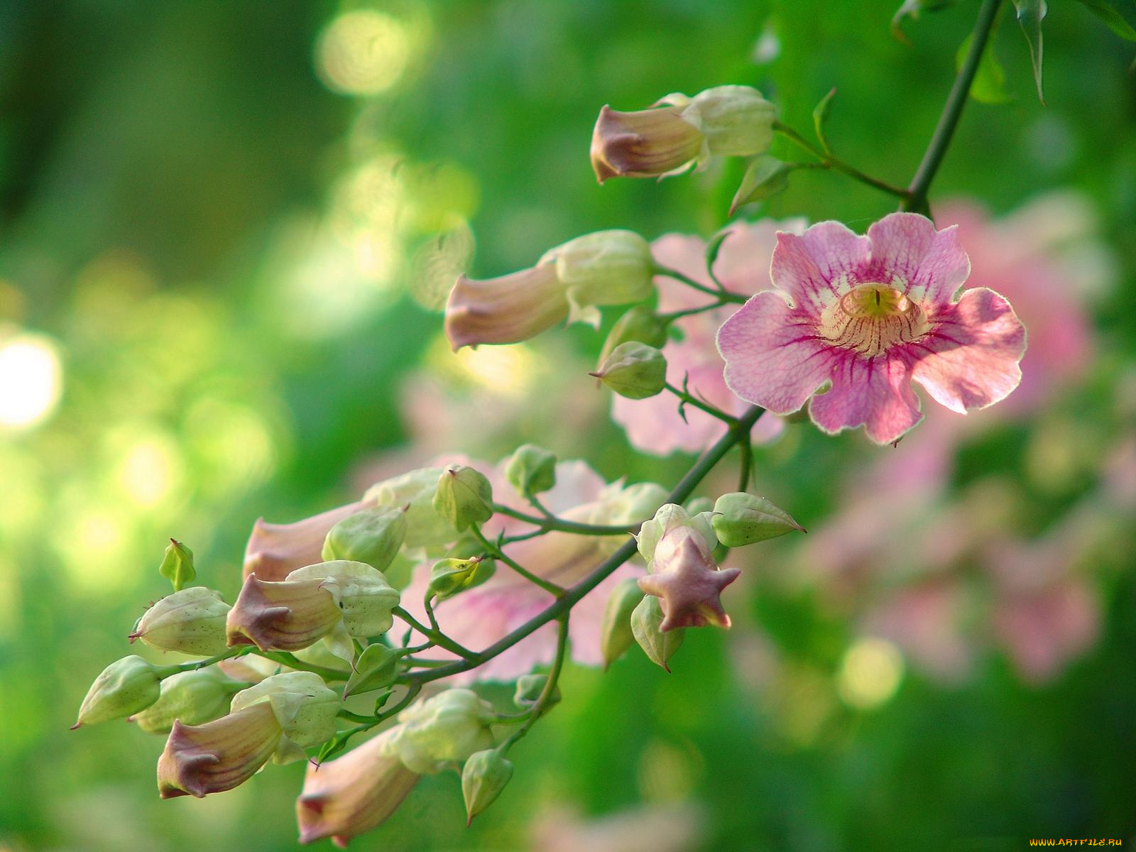 цветы, кампсис, текома