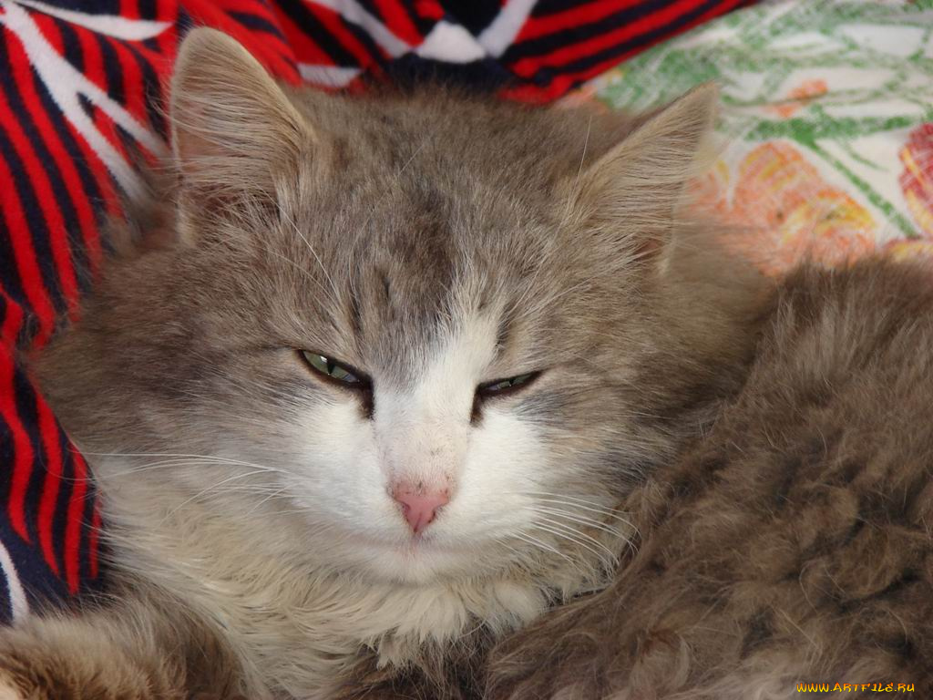 котейка, животные, коты