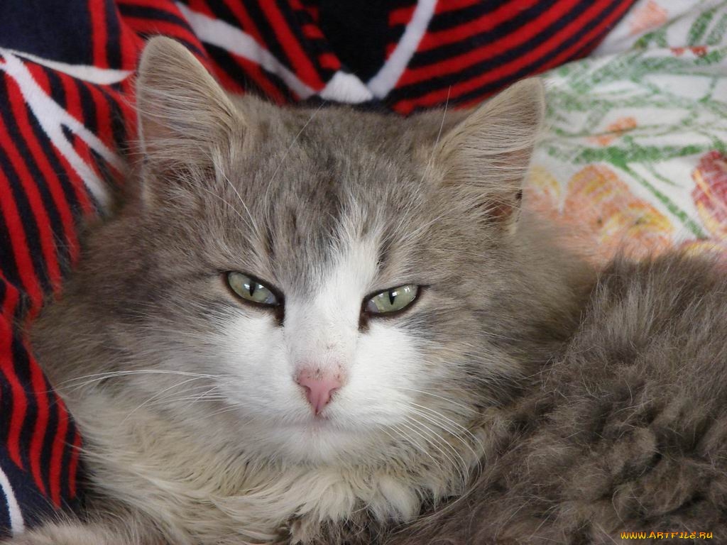 котейка, животные, коты