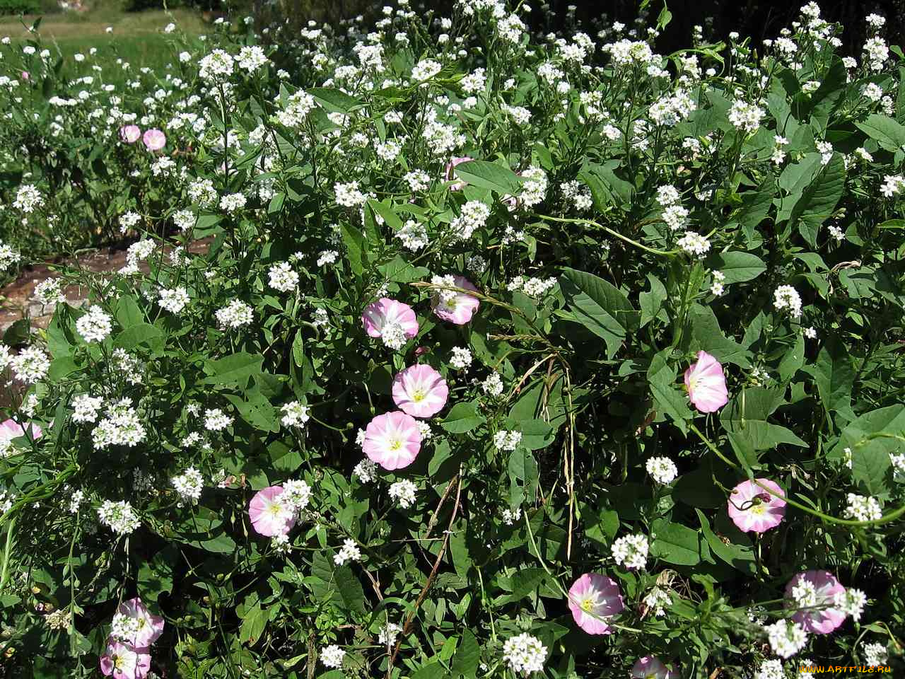 цветы, луговые, полевые