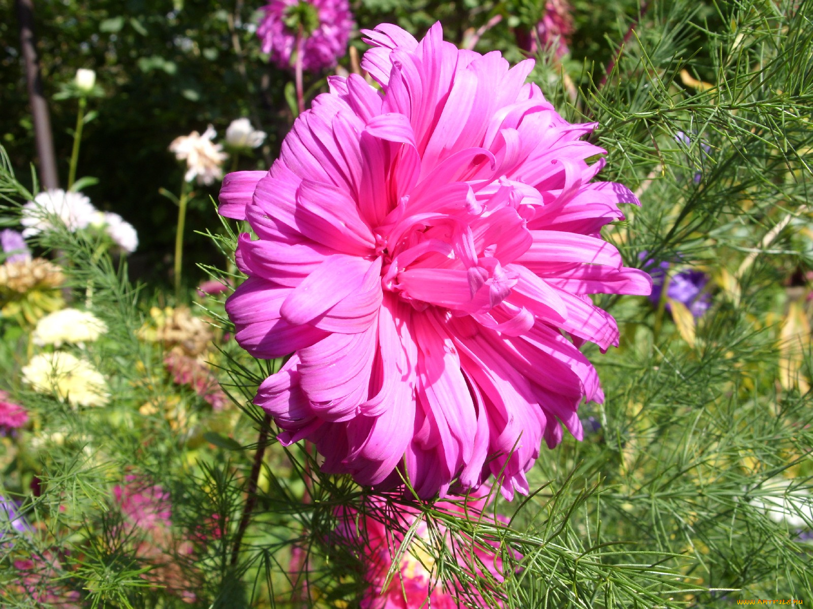 цветы, астры