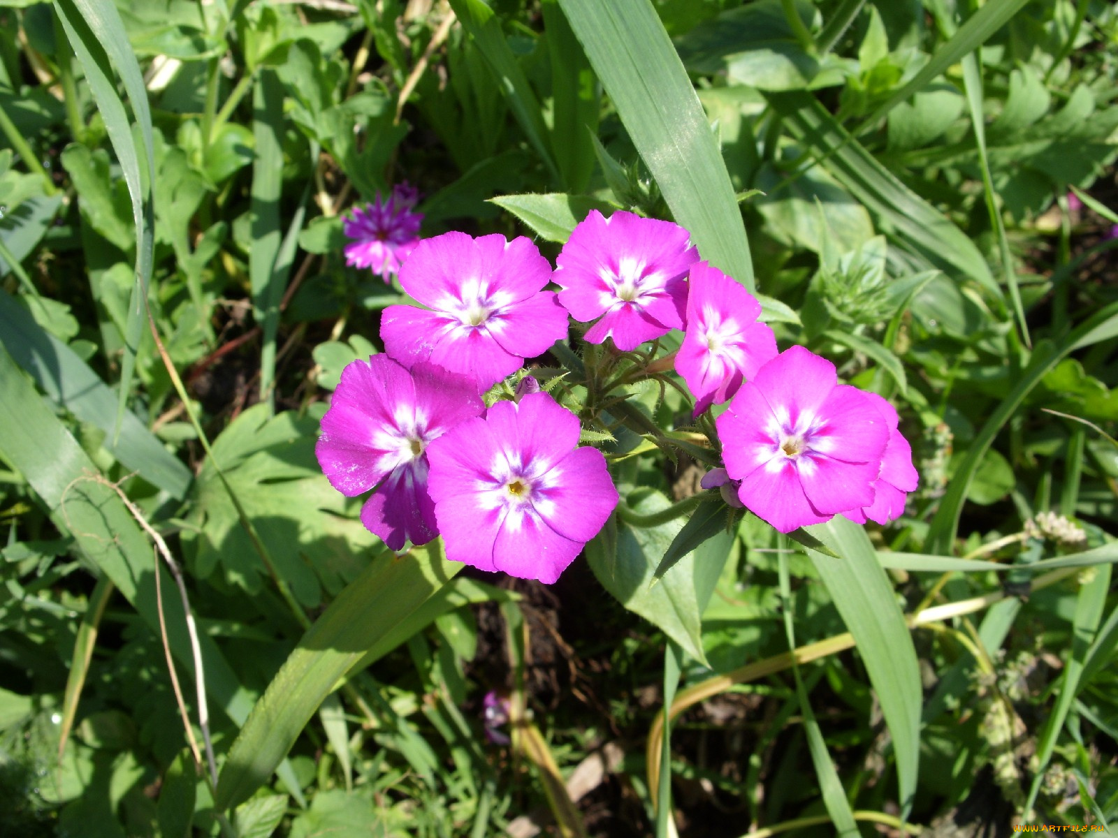 цветы, флоксы