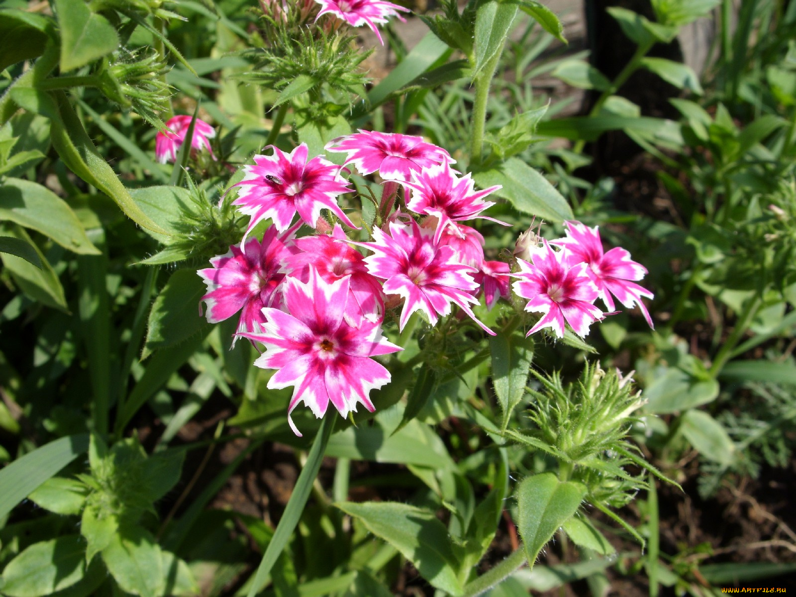 цветы, гвоздики