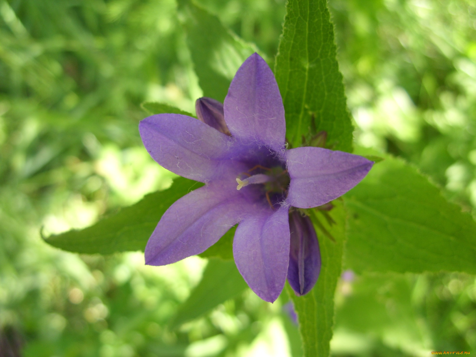 цветы, колокольчики