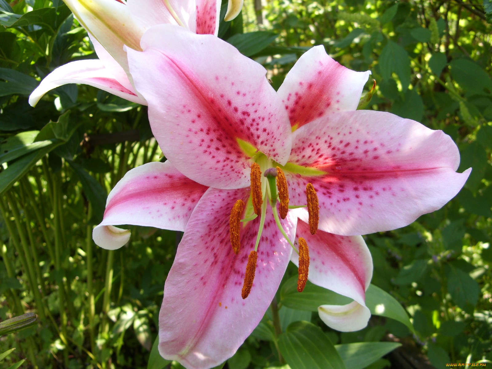 цветы, лилии, лилейники