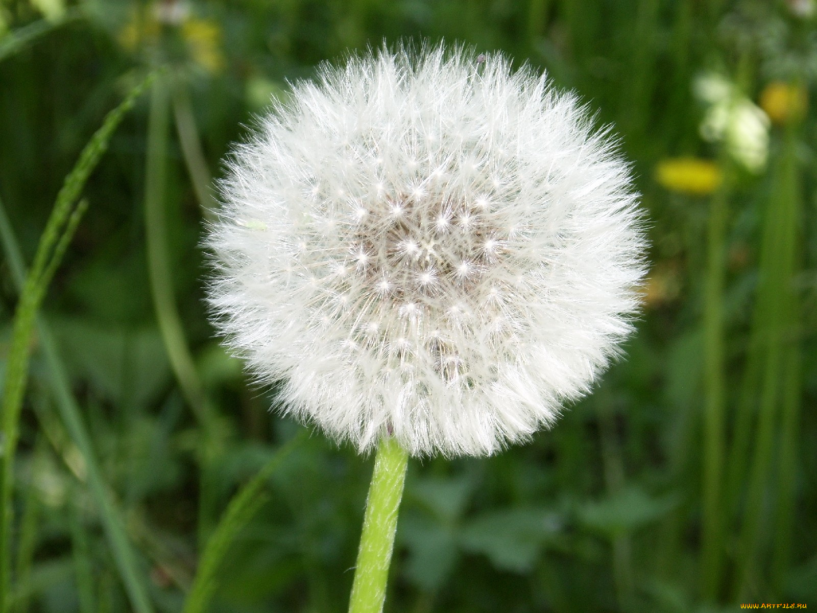 цветы, одуванчики