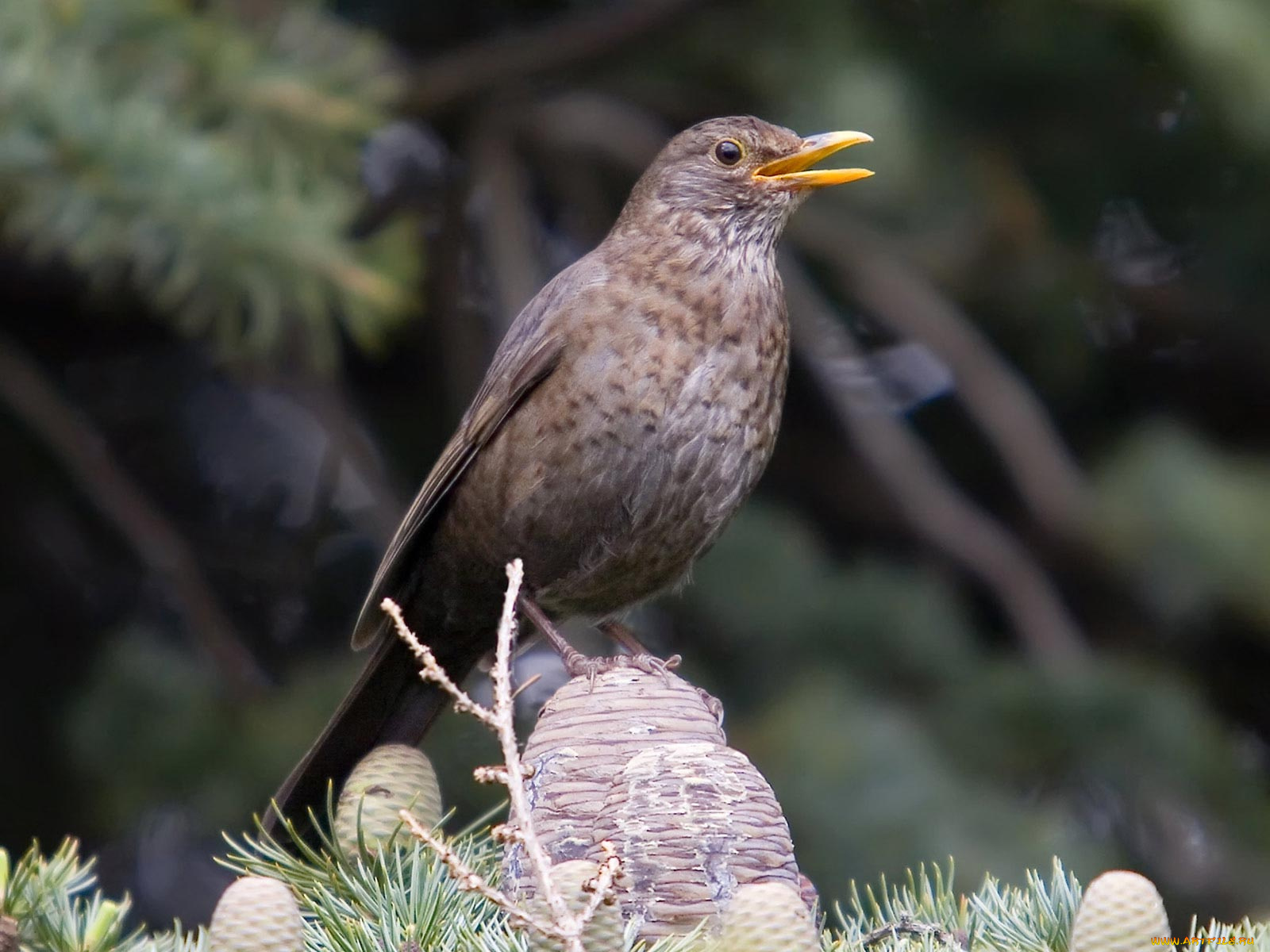 животные, птицы